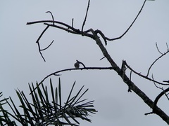 Myiodynastes maculatus