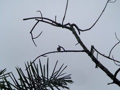 Myiodynastes maculatus