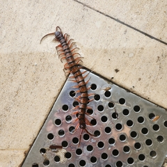 Scolopendra