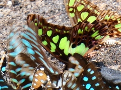 Graphium tynderaeus