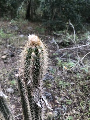 Pilosocereus