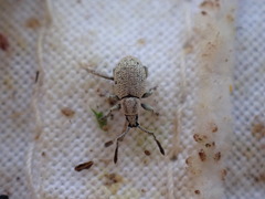 Peritelini