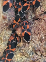 Tropidothorax leucopterus