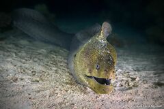 Giant Moray photo 3