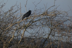 Corvus corone