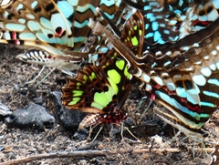 Graphium tynderaeus