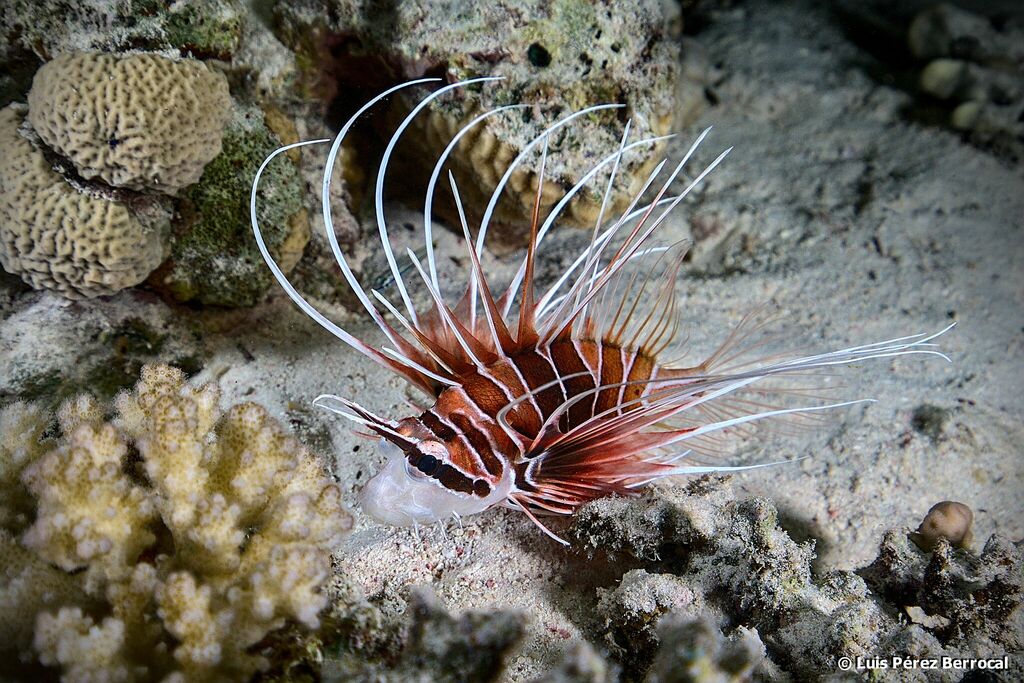 Red Sea Clearfin Lionfish