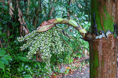 Caryota mitis