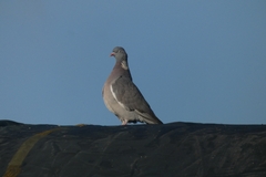 Columba palumbus