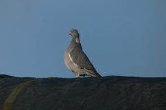 Columba palumbus