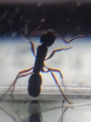 Poneracantha triangularis