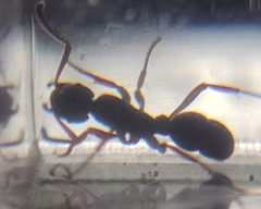 Poneracantha triangularis