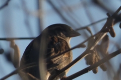 Passer domesticus