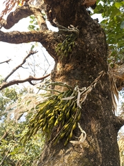 Dendrobium crepidatum