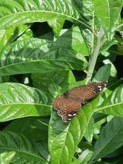 Junonia natalica