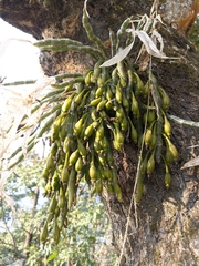 Dendrobium crepidatum