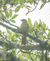 Arizelocichla nigriceps