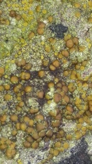 Protoblastenia rupestris