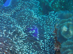 Heteractis magnifica