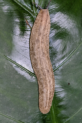 Veronicella sloanii