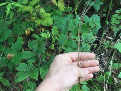 Arabis pycnocarpa adpressipilis