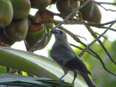 Thraupis palmarum