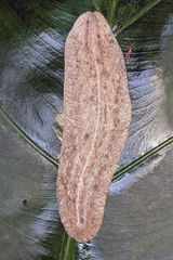 Veronicella sloanii