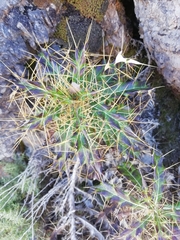 Ptilostemon hispanicus