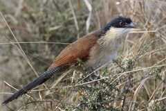 Centropus superciliosus burchellii