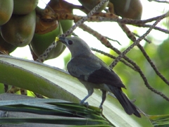 Thraupis palmarum