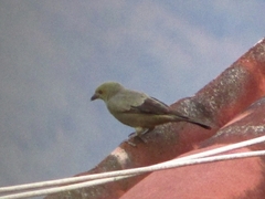 Thraupis palmarum