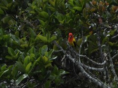 Piranga rubriceps