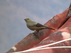 Thraupis palmarum