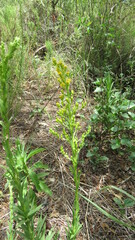 Solidago chilensis