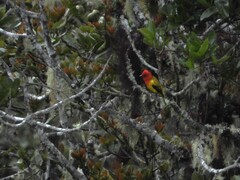 Piranga rubriceps
