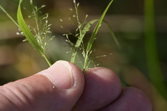 Eragrostis capillaris