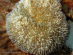 Stichodactyla helianthus