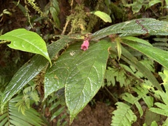Gesnerieae