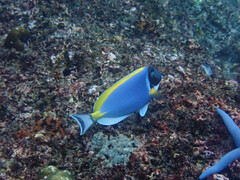 Acanthurus leucosternon