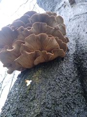 Pleurotus ostreatus