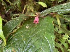 Gesnerieae
