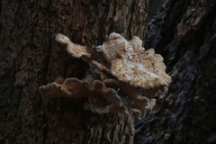 Agaricomycotina