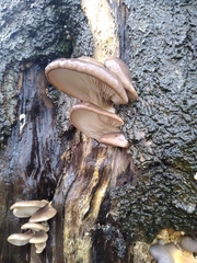 Pleurotus ostreatus