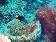 Microspathodon chrysurus