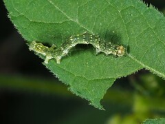 Ponometia candefacta