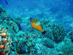 Cantherhines macrocerus