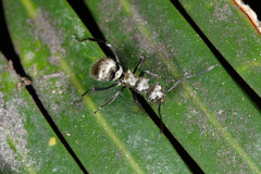 Polyrhachis cupreata