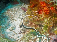 Eques punctatus