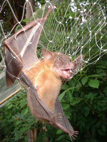 Nusa Tenggara Short-nosed Fruit Bat (Cynopterus nusatenggara) — Least Concern Mammalia