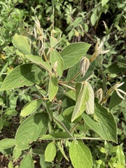 Pseudarthria hookeri